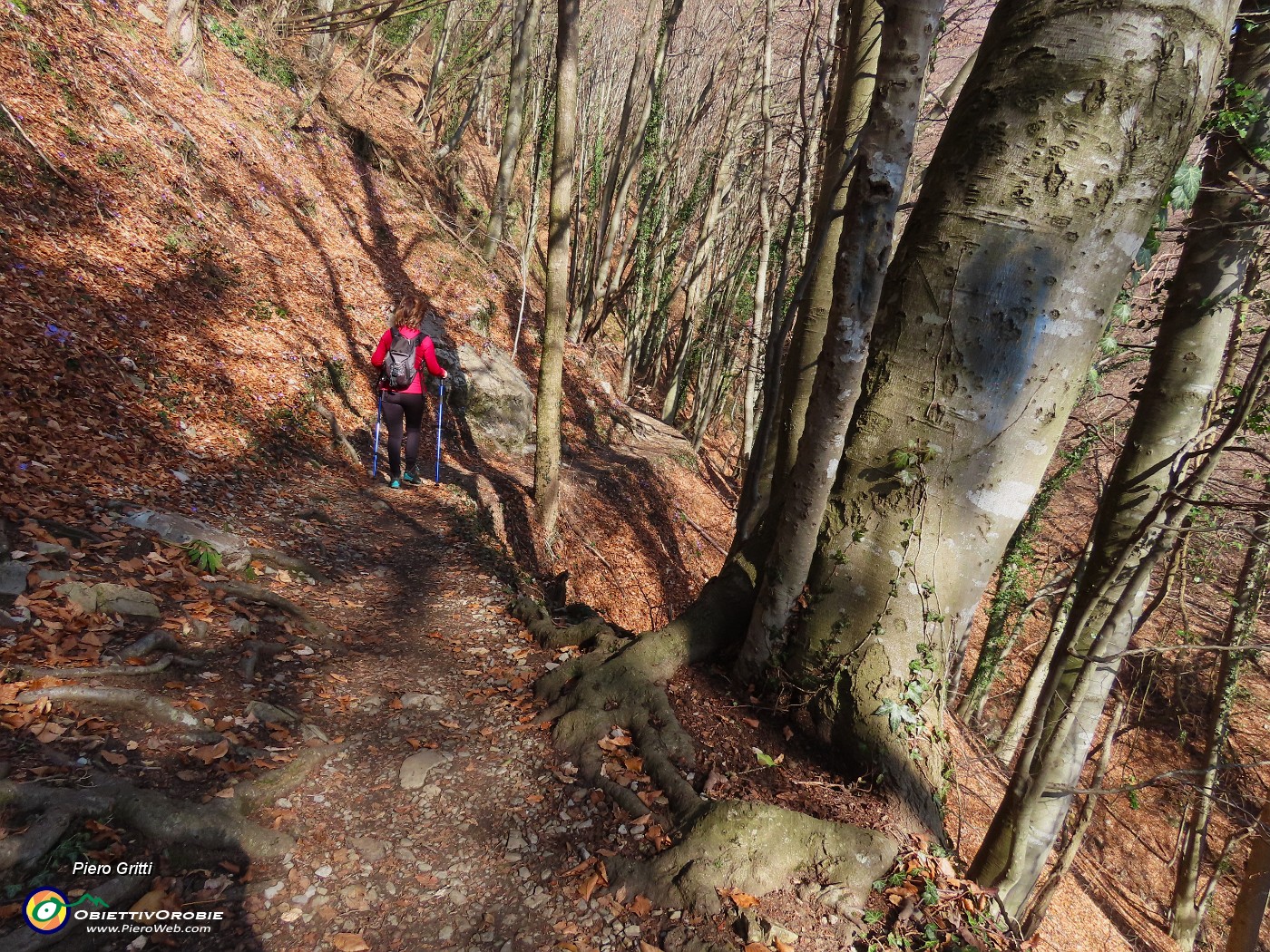 16 Dopo i carpini neri ecco alti faggi secolari .JPG